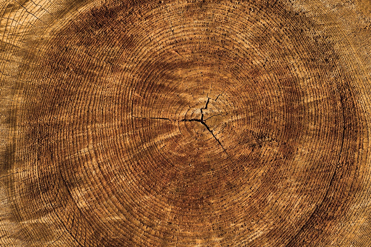 Detailed view of tree rings on a wooden log depicting growth history.